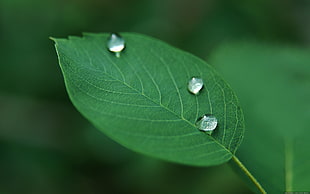 bokeh photography of rain drop on top of leaf